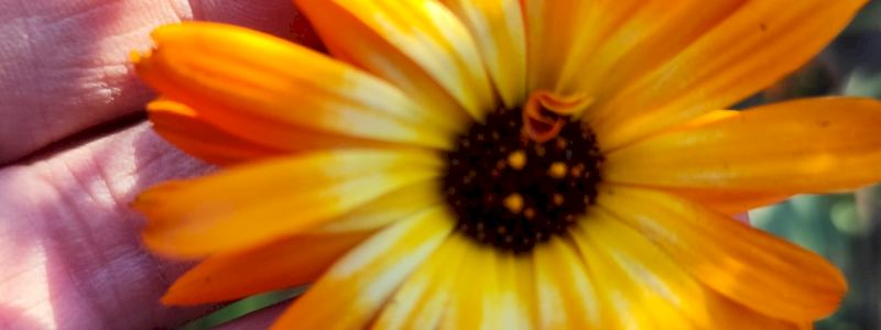 Angeli, fiori e segreti: un'avventura in villa !